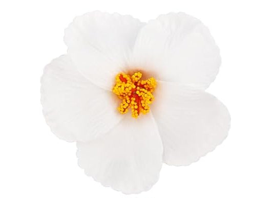 Hibiscus Hair Clip